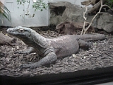 Komodo Dragon 1